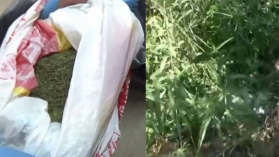 Атырауда полиция есірткі өсірген және сақтаған күдіктілерді анықтады