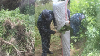 Фотография к новости: Қызылорда облысының тұрғынынан 267 түп сора тәркіленді