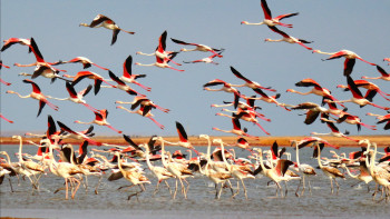 Фотография к новости: Қорғалжын қорығына сапар: Бойдақ қоқиқаздар "балабақшада" жұмыс істейді