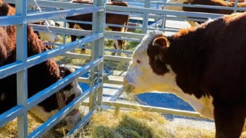 Фотография к новости: Ақтөбеде бір жарым жылға жететін мал азығы дайындалады