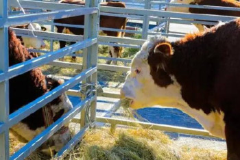 Фотография к новости: Ақтөбеде бір жарым жылға жететін мал азығы дайындалады