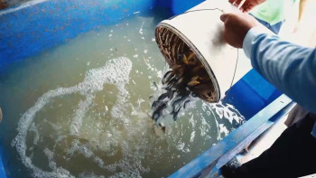 Фотография к новости: Атырауда су арналарынан 45 млнға жуық шабақ құтқарылды