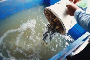 Фотография к новости: Атырауда су арналарынан 45 млнға жуық шабақ құтқарылды