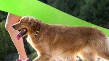 Фотография к новости: Dogs марафон: елордалық Триатлон саябағында иттер жарысы өтеді