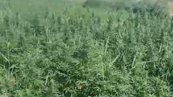 Фотография к новости: Заңсыз айналымнан 15 тоннадан астам есірткі тәркіленді