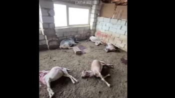 Фотография к новости: Маңғыстауда қаңғыбас иттер бір отар ешкіні қырып кеткен