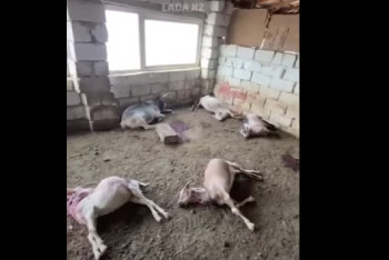 Фотография к новости: Маңғыстауда қаңғыбас иттер бір отар ешкіні қырып кеткен