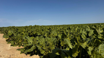 Фотография к новости: "Жетісу шаруаларының жаңайқайы": Фермерлерге 2 мың тонна өнім жинау міндеттелген