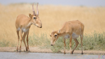 Фотография к новости: Ер адам ақбөкеннің ұшасын сатқаны үшін сотталды