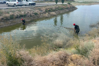 Фотография к новости: Жайық өзеніне  340 мыңнан аса балық шабағы жіберілді