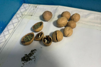 Фотография к новости: Есірткіні жаңғақ қабығына жасырғандар анықталды