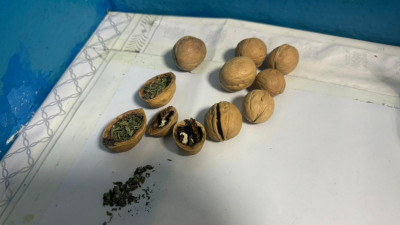 Есірткіні жаңғақ қабығына жасырғандар анықталды