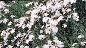 Фотография к новости: Астанада батыс гүл трипсімен залалданған қалампыр партиясы жойылды