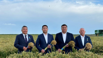 Фотография к новости: Қызылорда облысында күріш жинау басталды