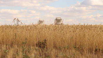 Фотография к новости: Қарағанды облысында 900 мың гектар алқаптан астық жиналады