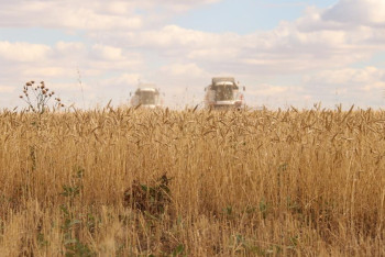 Фотография к новости: Қарағанды облысында 900 мың гектар алқаптан астық жиналады