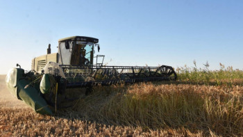 Фотография к новости: Қызылорда облысында күріш жинау басталды