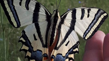 Фотография к новости: Күннің күрт жылынуынан Түркияда жәндіктер көбейіп жатыр