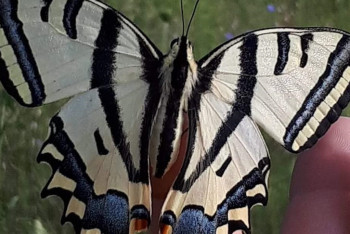 Фотография к новости: Күннің күрт жылынуынан Түркияда жәндіктер көбейіп жатыр