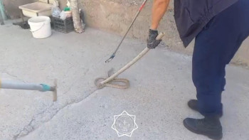 Фотография к новости: Астанада тұрғын үйлердің бірінің ауласынан жылан табылды