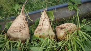 Фотография к новости: Биыл елде қант қызылшасының егіні екі есеге артады деп күтілуде