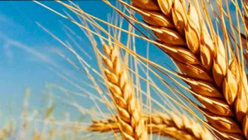 Фотография к новости: Елімізге бидай әкелуге тыйым салынды