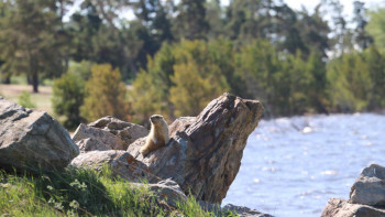 Фотография к новости: "Бурабай" ұлттық паркінде жабайы жануарлар саны едәуір өсті