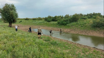 Фотография к новости: Индер ауданында 100 мың данадан астам балық шабақтары құтқарылды