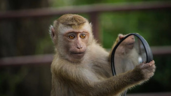 Фотография к новости: ДДСҰ: Маймыл шешегімен күреске 135 млн доллар қажет