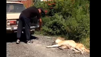 Фотография к новости: Қарасайда ер адам итті көлікпен сүйреп, өлімші еткен