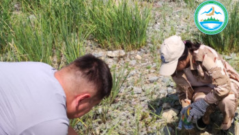 Фотография к новости: Баянауылда қарақұрт азаймай тұр