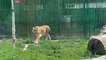 Фотография к новости: Алматы хайуанаттар бағында жануарларға қалай ат қойылады?