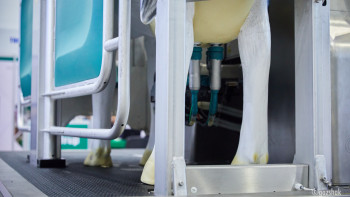 Фотография к новости: Сүт шаруашылығын дамыту. Алты ферма құрылысына 10 млрд теңге бөлінді