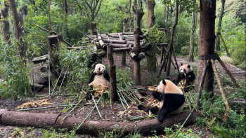 Фотография к новости: Қытайдың символына айналған "дипломат пандалар"