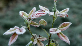 Фотография к новости: Бірнеше өңірде жаңбыр жауып, үсік жүреді