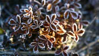 Фотография к новости: Жұма күні бірнеше өңірде үсік жүреді