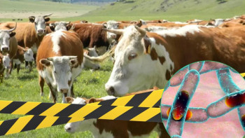 Фотография к новости: Алматы облысы Үлкен Ақсу ауылына карантин енгізіледі