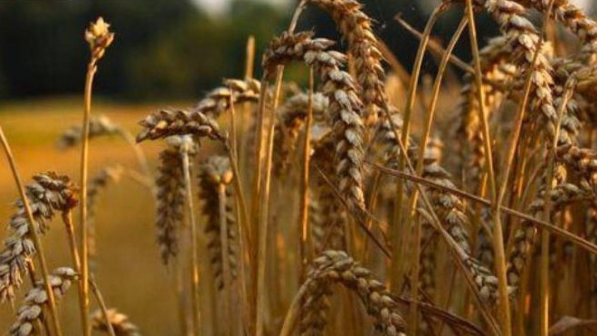  АШМ баспасөз қызметі