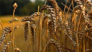 Фотография к новости: Ақмола облысында 4,7 млн га алқаптан астық жинау жоспарлануда