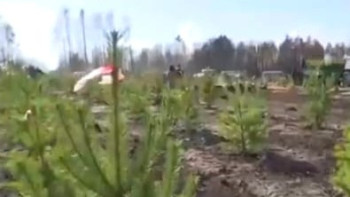 Фотография к новости: Әулиекөл орманы қалпына келеді