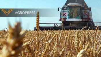 Фотография к новости: Абайлық фермерлер әр гектардан 27 центнерден астық жинап жатыр