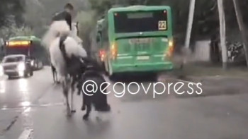 Фотография к новости: Жануарға қатыгездік көрсеткен Алматы саябағының қызметкерлері жазаланды