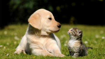 Фотография к новости: Қарағанды облысында үй жануарларын тегін чиптеуге болады