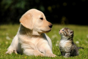 Фотография к новости: Қарағанды облысында үй жануарларын тегін чиптеуге болады