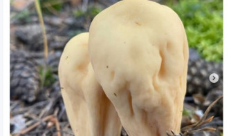 Фотография к новости: "3-5 жылда бір рет өседі". "Бурабай" ұлттық паркінен ерекше саңырауқұлақтар табылды