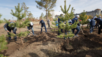 Фотография к новости: Семей ормандарында 29 млн қарағай көшеті егіледі