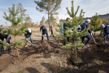 Фотография к новости: Семей ормандарында 29 млн қарағай көшеті егіледі