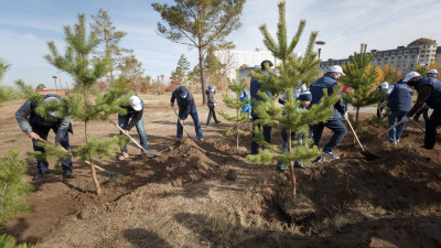 Семей ормандарында 29 млн қарағай көшеті егіледі
