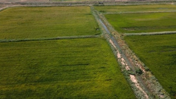 Фотография к новости: Биыл күріш өнімділігі 50%-ға артпақ