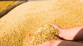 Фотография к новости: Контрабандалық жолмен Ресейден жеткізілген 251 тонна бидай кері қайтарылды